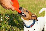 jack russell  dog  catching a flying disc and fighting with owner for the toy, outdoors at the  park