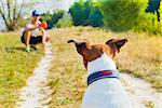 dog and owner playing with ball , toy or disc outdoors, dog is  waiting  and ready to play