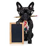 office businessman french bulldog dog with pen or pencil in mouth holding a  blank banner or blackboard, isolated on white background