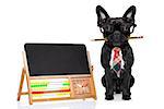 office businessman french bulldog dog with pen or pencil in mouth beside a blank banner or blackboard, isolated on white background