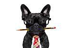 office businessman french bulldog dog with pen or pencil in mouth   isolated on white background