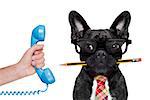 office businessman french bulldog dog with pen or pencil in mouth ,on the phone ,   isolated on white background