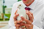 pigeon in the hands of the newlyweds