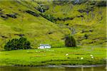 Sheep in Field, Scottish Highlands near Glencoe, Scotland, United Kingdom