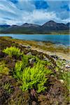 Ferns by Lake near Luib, Isle of Skye, Scotland, United Kingdom