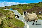 Sheep on Road near Flodigarry, Trotternish, Isle of Skye, Scotland, United Kingdom