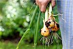 Man Standing Outdoors Holding Young Spanish Onions freshly dug from Garden, Toronto, Ontario, Canada