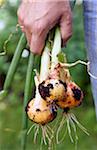 Man Standing Outdoors Holding young Spanish Onions freshly dug from Garden, Toronto, Ontario, Canada