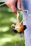 Man Standing Outdoors Holding young Spanish Onion freshly dug from Garden, Toronto, Ontario, Canada