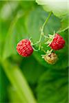 Close-up of Fresh Red Rasberry on Bush in Garden, Ontario, Canada