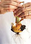 Man's Hands Holding Young Spanish Onion freshly dug from Garden, Toronto, Ontario, Canada