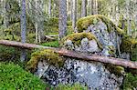 Fallen tree on rocks in forest