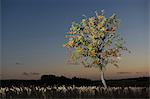 Tree in wheat field at dusk