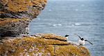 Birds perching on rock at sea
