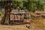 Courtyard in village with reed bundles, chickens, and a bike, near Banfora, Comoe Province, Burkina Faso