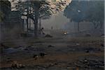 Street scene of town with smog in early morning, with pig and ducks, Gaoua, Poni Provnice, Burkina Faso