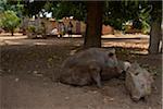 Two pigs lying on the gound in courtyard in village, Ecodougou, Burkina Faso