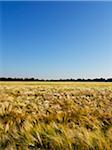 Wheat field with blue sky, Germany