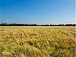 Wheat field with blue sky, Germany