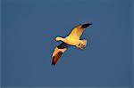 Snow goose (Chen caerulescens) in flight, Bosque del Apache National Wildlife Refuge, New Mexico, United States of America, North America