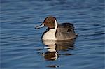 Northern pintail (Anas acuta) male swimming, Bosque del Apache National Wildlife Refuge, New Mexico, United States of America, North America