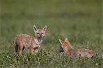 Serengeti jackal (golden jackal) (Canis aureus bea) pups, Ngorongoro Crater, Tanzania, East Africa, Africa