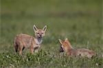 Serengeti jackal (golden jackal) (Canis aureus bea) pups, Ngorongoro Crater, Tanzania, East Africa, Africa