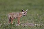 Serengeti jackal (golden jackal) (Canis aureus bea) pup, Ngorongoro Crater, Tanzania, East Africa, Africa