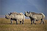 Two black rhinoceros (hook-lipped rhinoceros) (Diceros bicornis), Ngorongoro Crater, Tanzania, East Africa, Africa