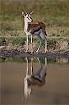 Thomson's gazelle (Gazella thomsonii) buck with reflection, Ngorongoro Crater, Tanzania, East Africa, Africa