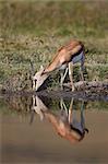 Thomson's gazelle (Gazella thomsonii) buck drinking with reflection, Ngorongoro Crater, Tanzania, East Africa, Africa