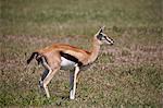 Thomson's gazelle (Gazella thomsonii) female giving birth, Ngorongoro Crater, Tanzania, East Africa, Africa