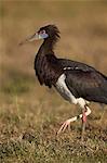 Abdim's stork (Ciconia abdimii), Ngorongoro Crater, Tanzania, East Africa, Africa