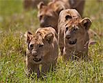 Lion (Panthera Leo) cubs, Ngorongoro Crater, Tanzania, East Africa, Africa