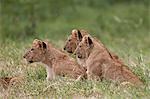 Lion (Panthera Leo) cubs, Ngorongoro Crater, Tanzania, East Africa, Africa
