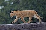 Lion (Panthera Leo) cub on a downed tree trunk in the rain, Ngorongoro Crater, Tanzania, East Africa, Africa