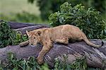 Lion (Panthera Leo) cub on a downed tree trunk in the rain, Ngorongoro Crater, Tanzania, East Africa, Africa