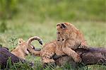 Lion (Panthera Leo) cubs playing, Ngorongoro Crater, Tanzania, East Africa, Africa