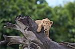 Lion (Panthera Leo) cub on a downed tree trunk in the rain, Ngorongoro Crater, Tanzania, East Africa, Africa