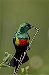 Beautiful sunbird (Cinnyris pulchella), male, Ngorongoro Conservation Area, Serengeti, Tanzania, East Africa, Africa