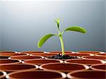 Potted plant sprouting among empty flowerpots