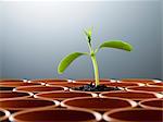 Potted plant sprouting among empty flowerpots