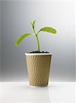 Plant sprouting in disposable coffee cup