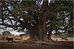 Cattle under the shade of a large baobab tree, near Dandougou, Burkina Faso