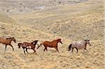 Wild horses running in wilderness, Rocky Mountains, Wyoming, USA