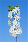 Close-up of cherry tree blossoms on tree branch against clear, blue sky, spring. Baden-Wuerttemberg, Schwarzwald, Germany.