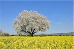 Cherry Tree in blossom in canola field, spring. Baden-Wuerttemberg, Schwarzwald, Germany.