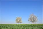 Cherry Trees in blossom in meadow, spring. Baden Wuerttemberg, Schwarzwald, Germany.