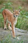 Portrait of Eurasian Lynx (Lynx lynx carpathicus) in Summer, Bavarian Forest National Park, Bavaria, Germany