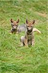 Portrait of Two Eurasian Wolf (Canis lupus lupus) Pups Summer, Bavarian Forest National Park, Bavaria, Germany